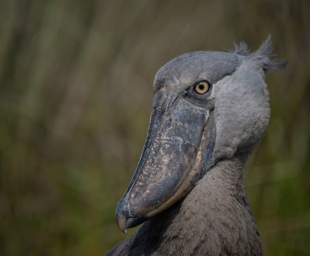 Shoebill Uganda