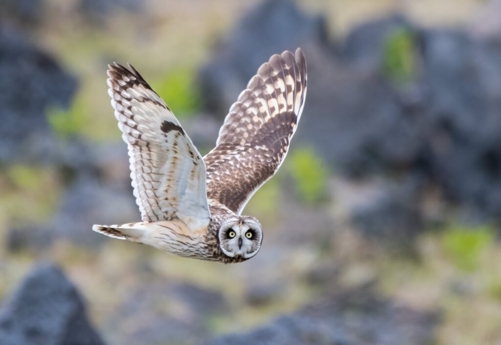 Short-eared owl Hawaii