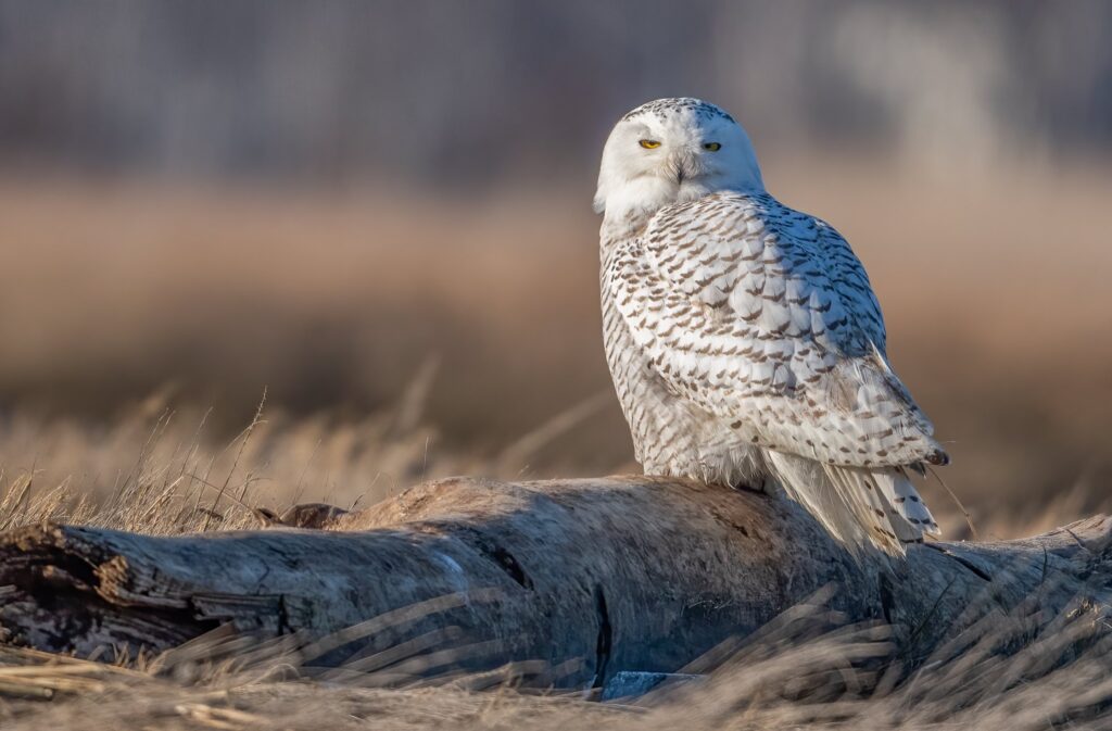 Snowy owl Massachusetts