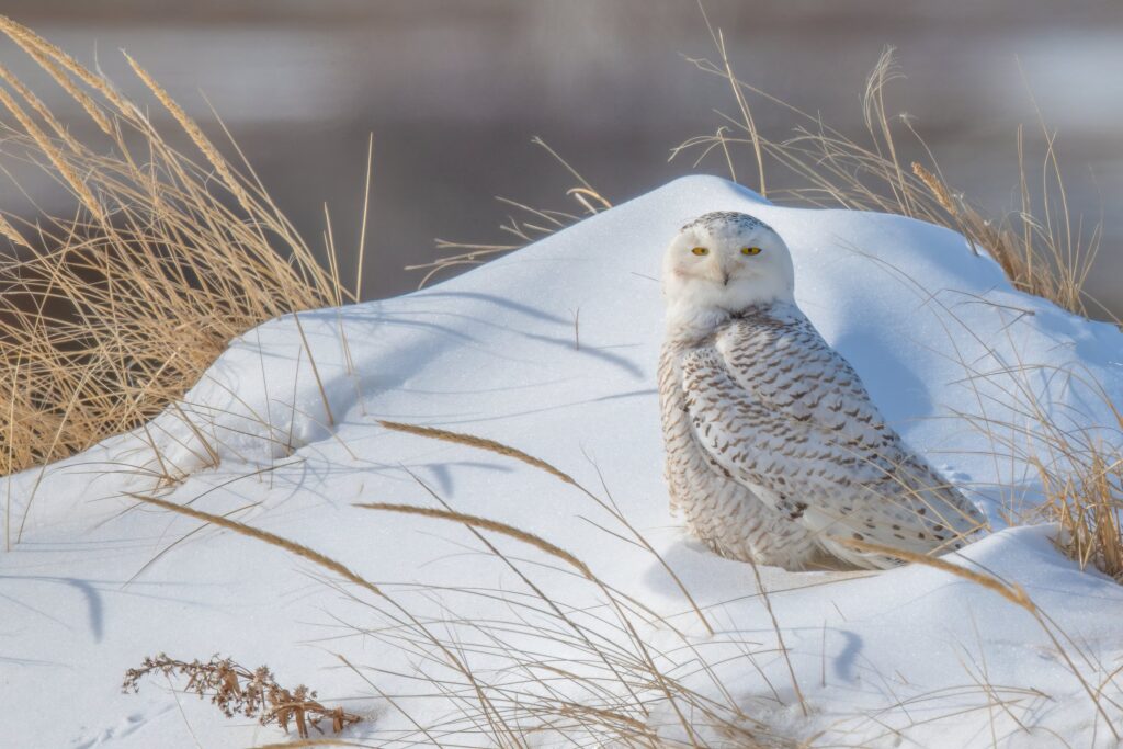 Snowy owl Massachusetts