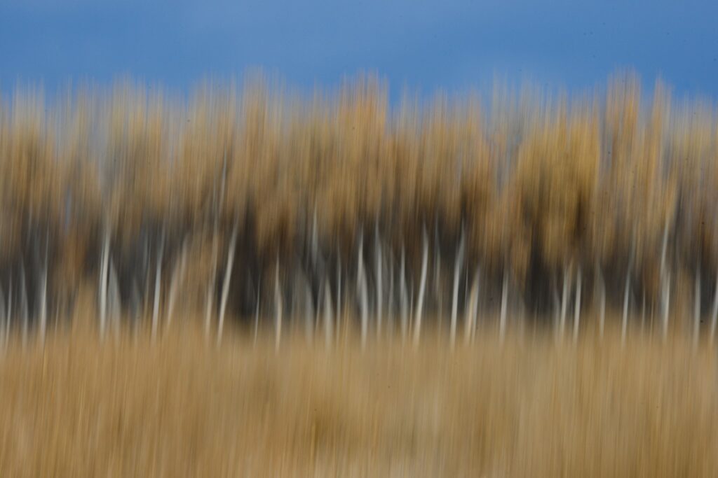 Tree Blur Bosque Del Apache NM