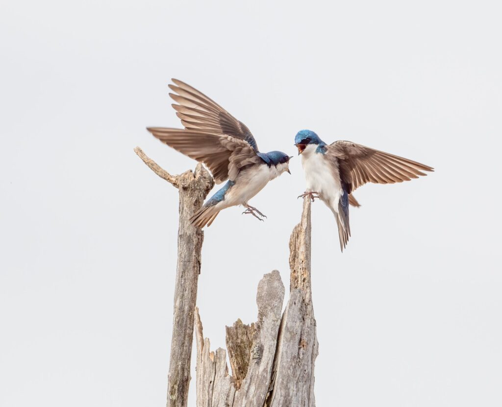 Tree swallows Massachusetts