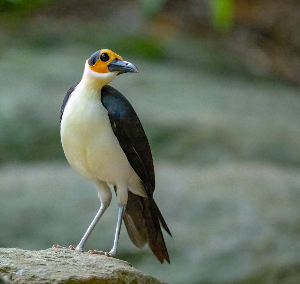 White-necked rockfowl Ghana