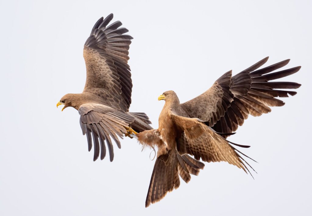 Yellow-billed kite Ghana