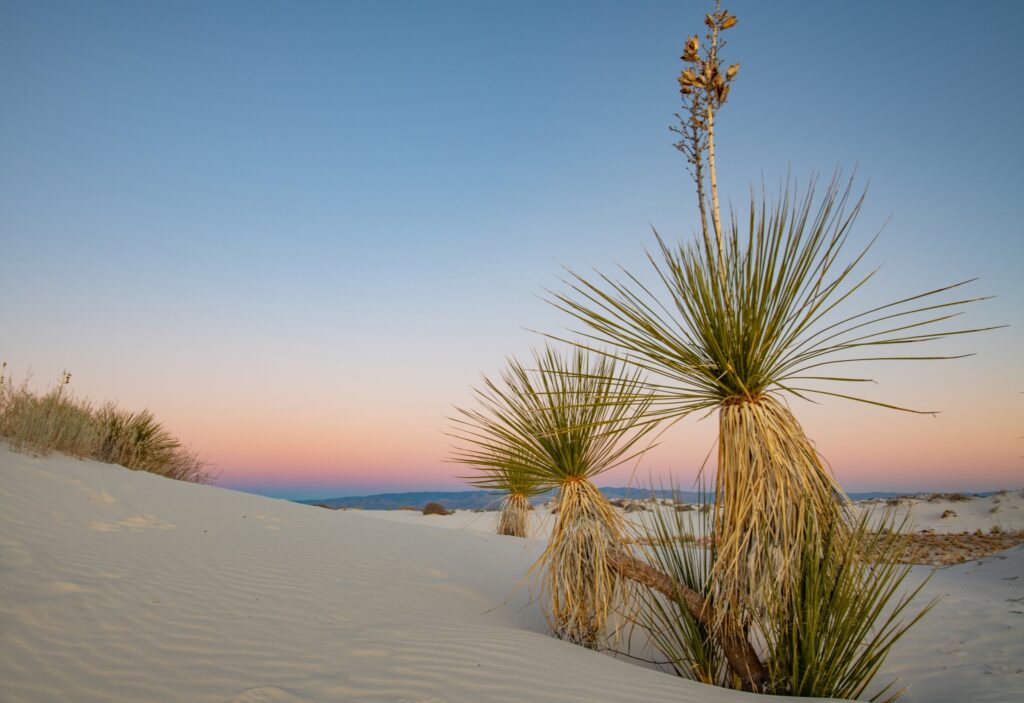 Yucca White Sands NP NM