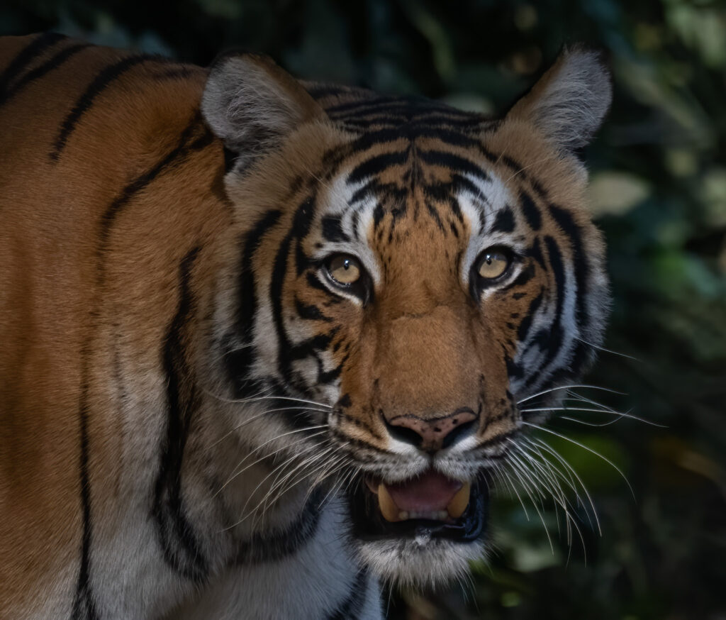 Bengal Tiger India