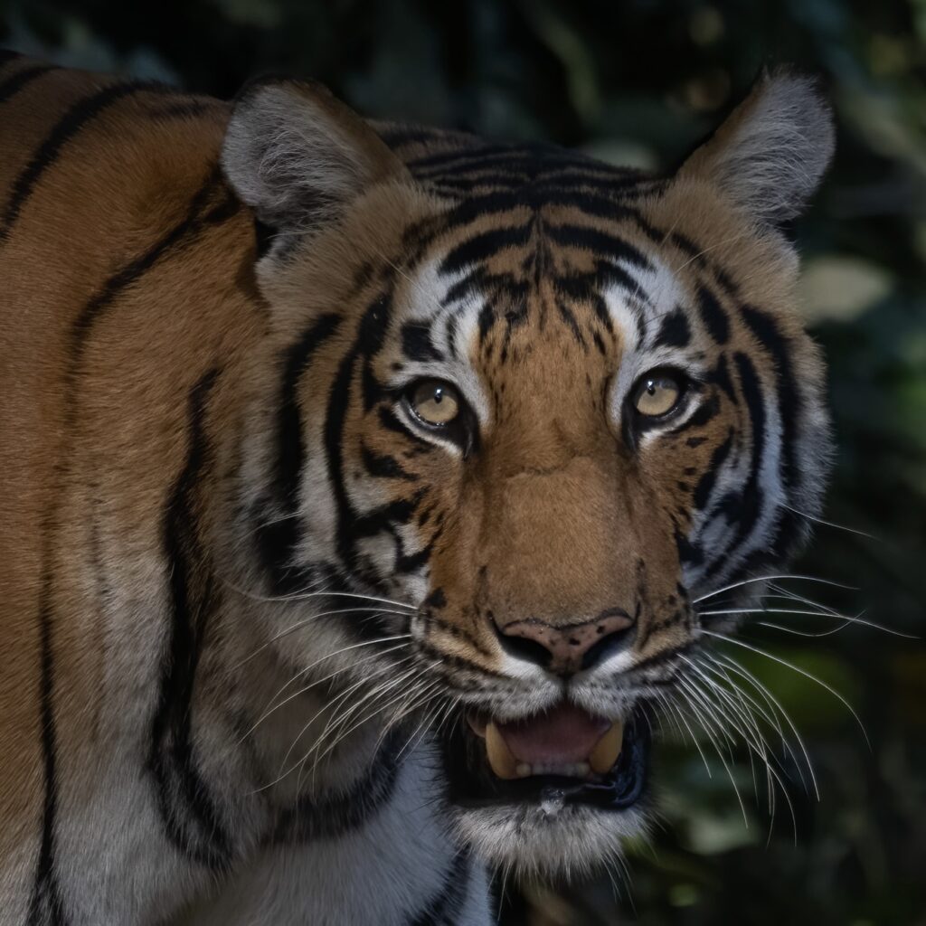 Asia